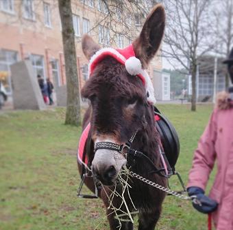 JULMARKNAD 